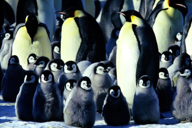Young Penguin Chicks 